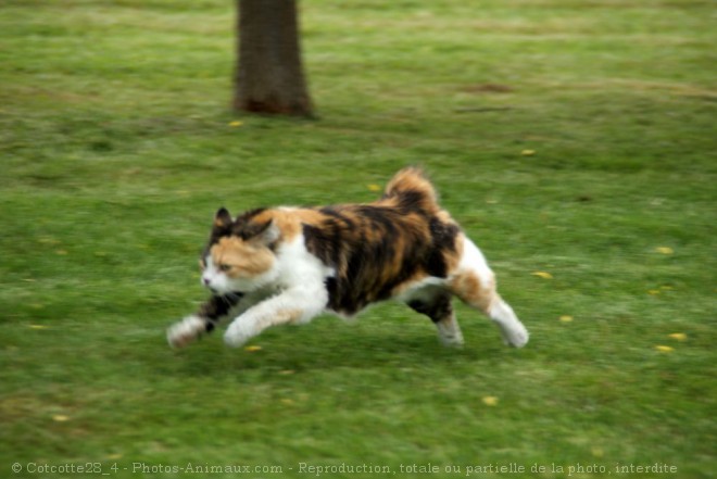 Photo de Chat domestique