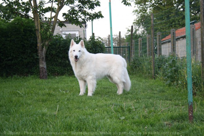 Photo de Berger blanc suisse