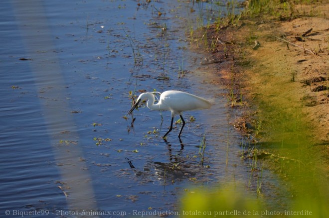 Photo d'Aigrette