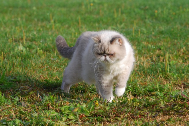 Photo d'Exotic shorthair