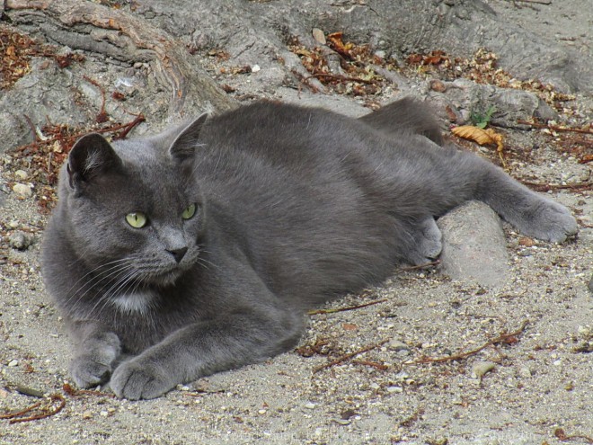 Photo de Chat domestique