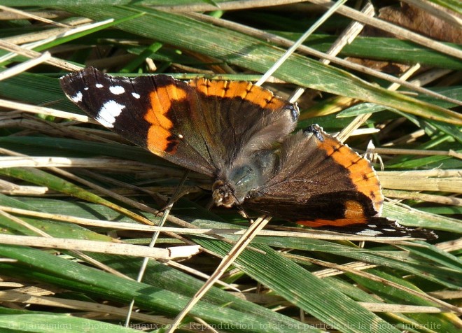 Photo de Papillon - vulcain