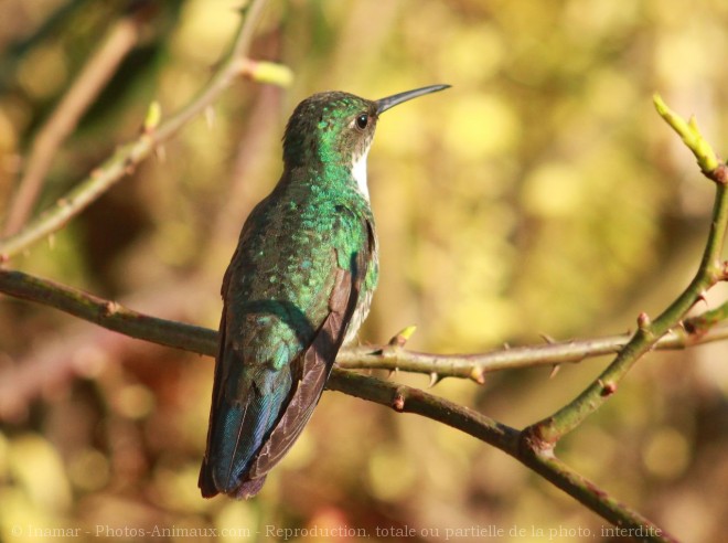 Photo de Colibri