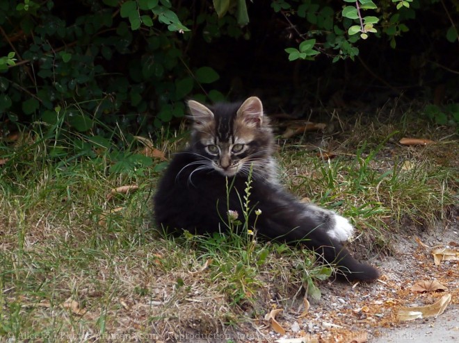 Photo de Chat domestique