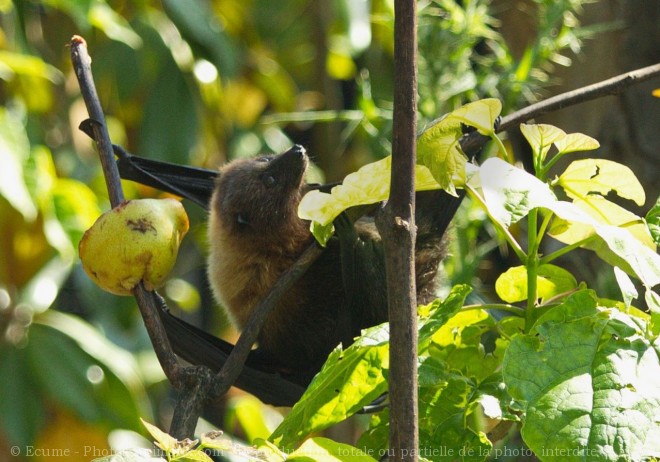 Photo de Chauve-souris