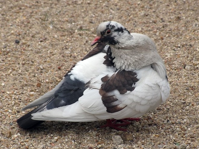 Photo de Pigeon