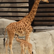 Photo de Girafe