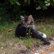 Photo de Chat domestique