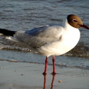 Photo de Mouette