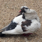 Photo de Pigeon