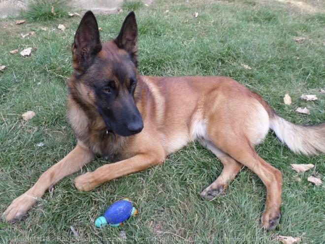 Photo de Berger belge malinois