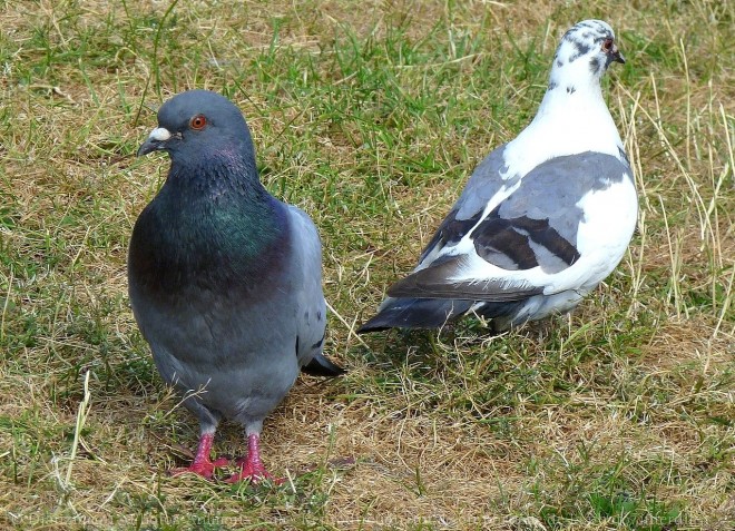 Photo de Pigeon