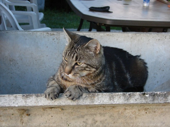 Photo de Chat domestique