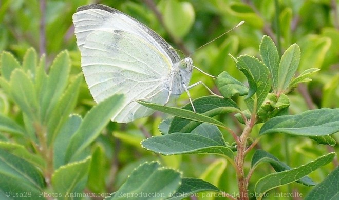 Photo de Papillon