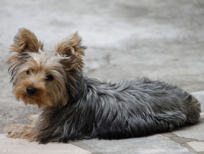 Photo de Yorkshire terrier