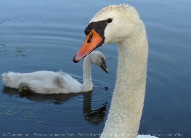 Photo de Cygne