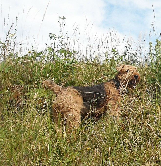 Photo d'Airedale terrier