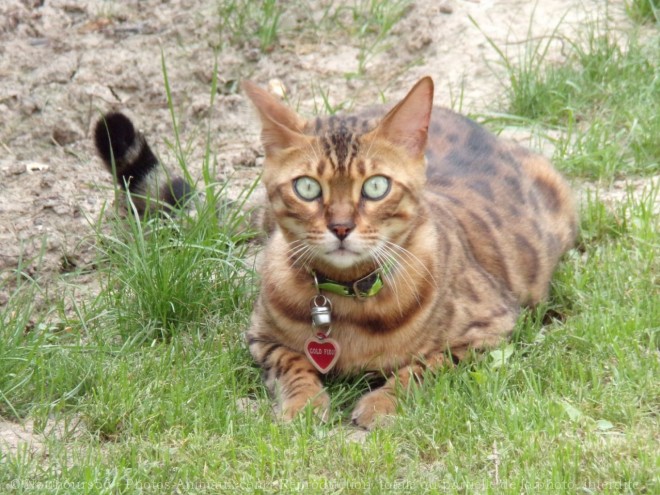 Photo de Bengal