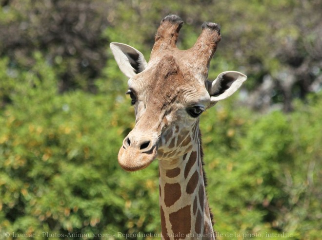 Photo de Girafe