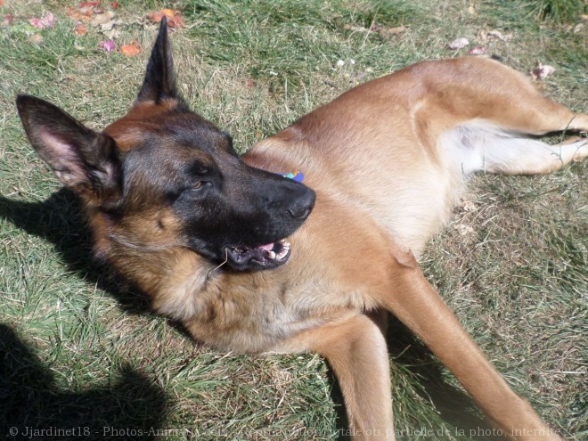 Photo de Berger belge malinois