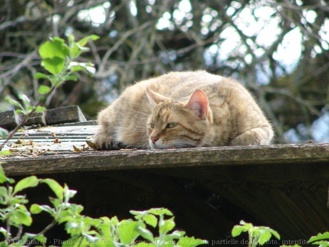 Photo de Chat domestique