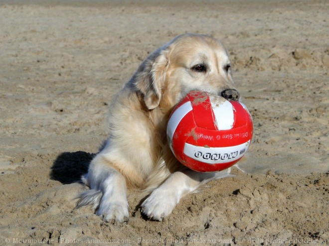 Photo de Labrador retriever