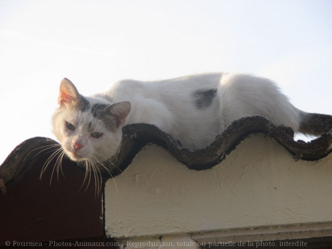 Photo de Chat domestique