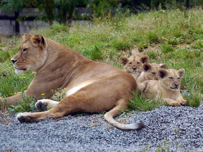 Photo de Lion