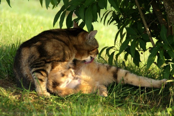 Photo de Chat domestique