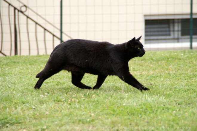 Photo de Chat domestique