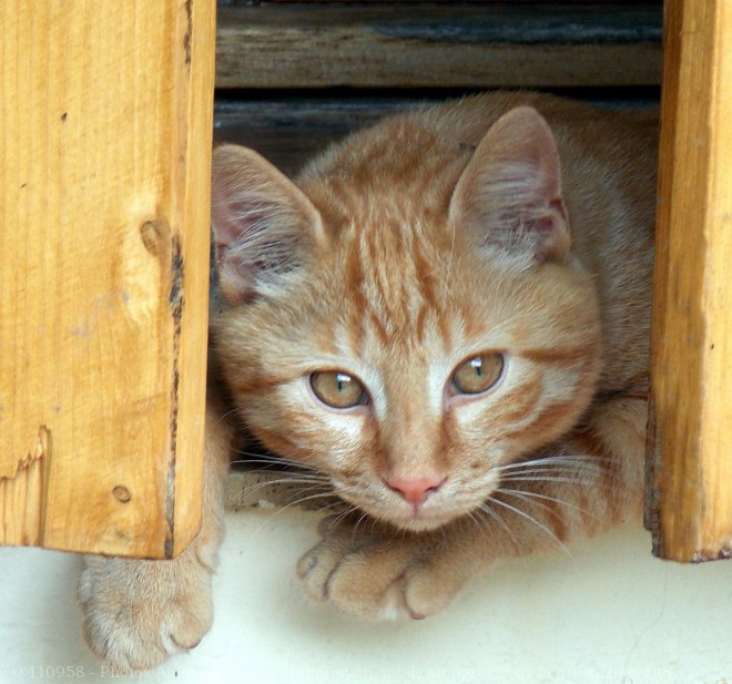 Photo de Chat domestique