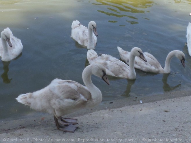 Photo de Cygne