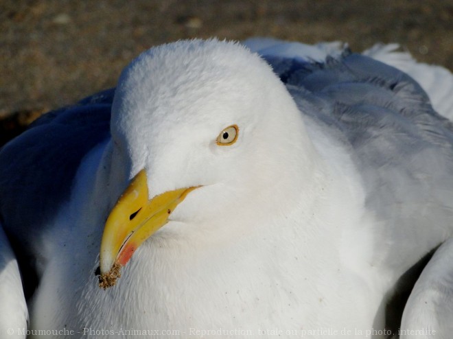 Photo de Goeland