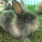 Photo de Lapin