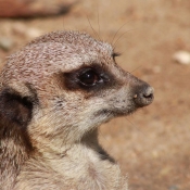 Photo de Suricate