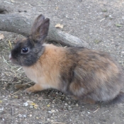 Photo de Lapin