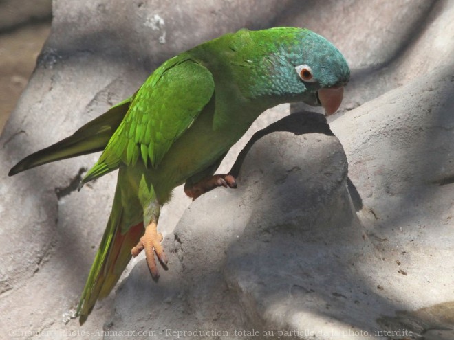 Photo de Perruche - conure de patagonie