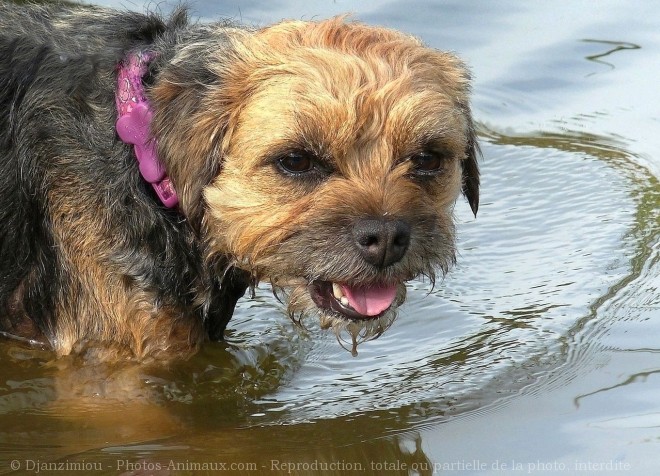 Photo de Border terrier