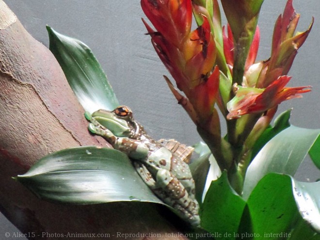 Photo de Grenouille - rainette