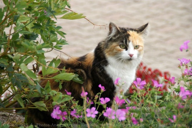 Photo de Chat domestique