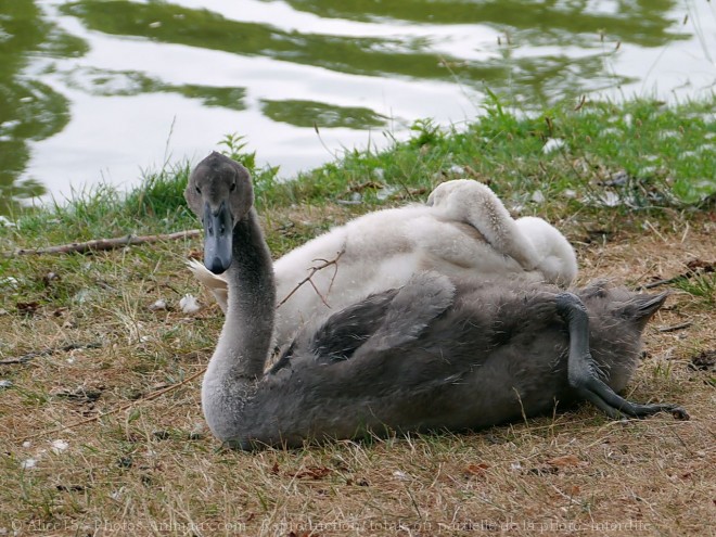 Photo de Cygne