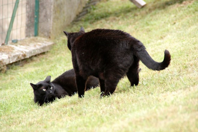 Photo de Chat domestique