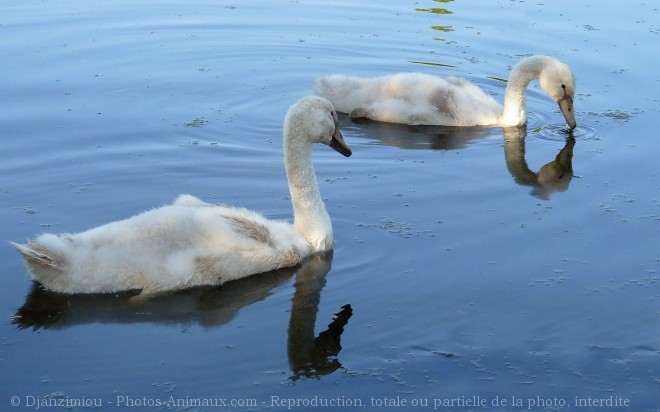 Photo de Cygne