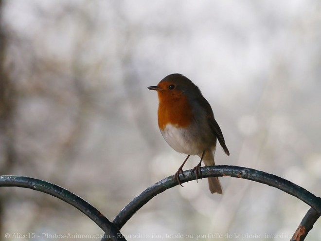 Photo de Rouge gorge