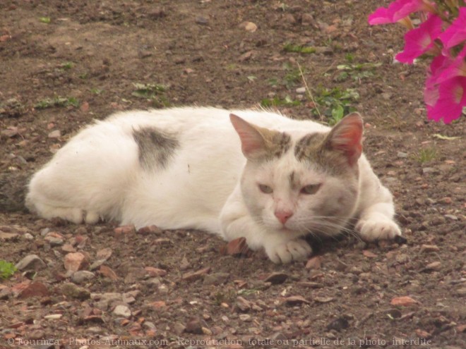 Photo de Chat domestique