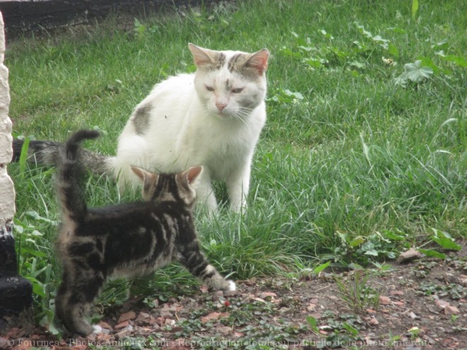 Photo de Chat domestique