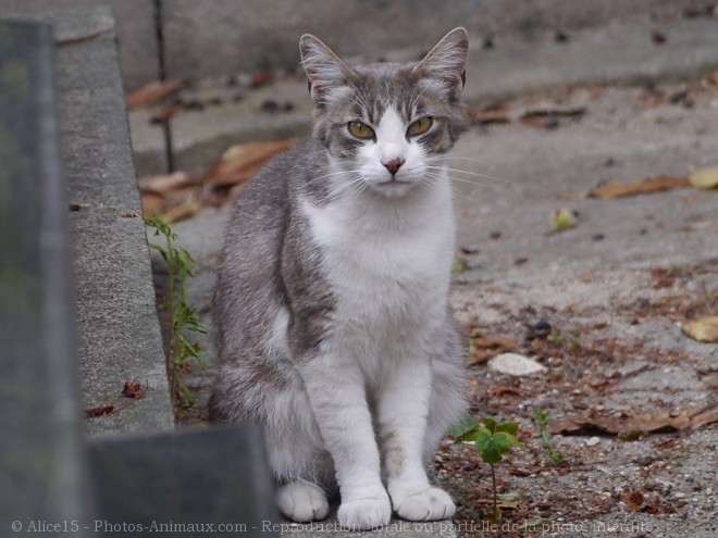 Photo de Chat domestique