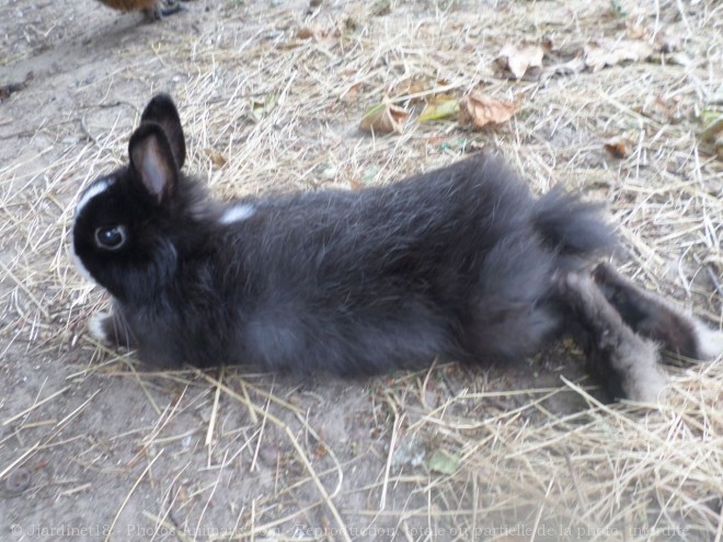 Photo de Lapin