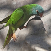 Photo de Perruche - conure de patagonie