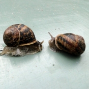 Photo d'Escargot